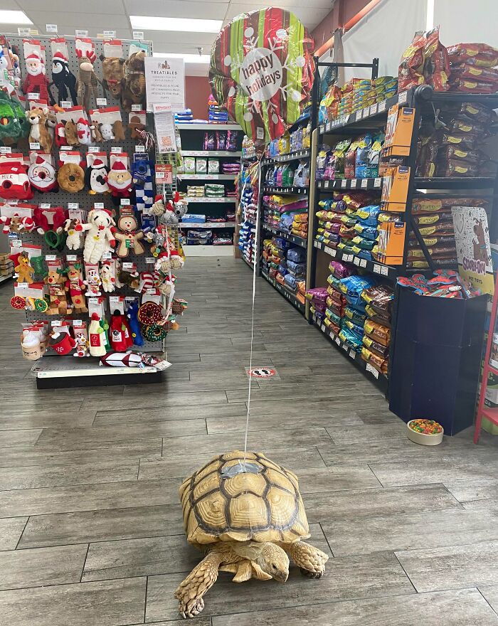 A tortoise with a holiday balloon in a Florida pet store surrounded by toys and pet supplies.