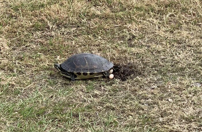 Turtle laying eggs on grassy soil, capturing a Florida wild moment.