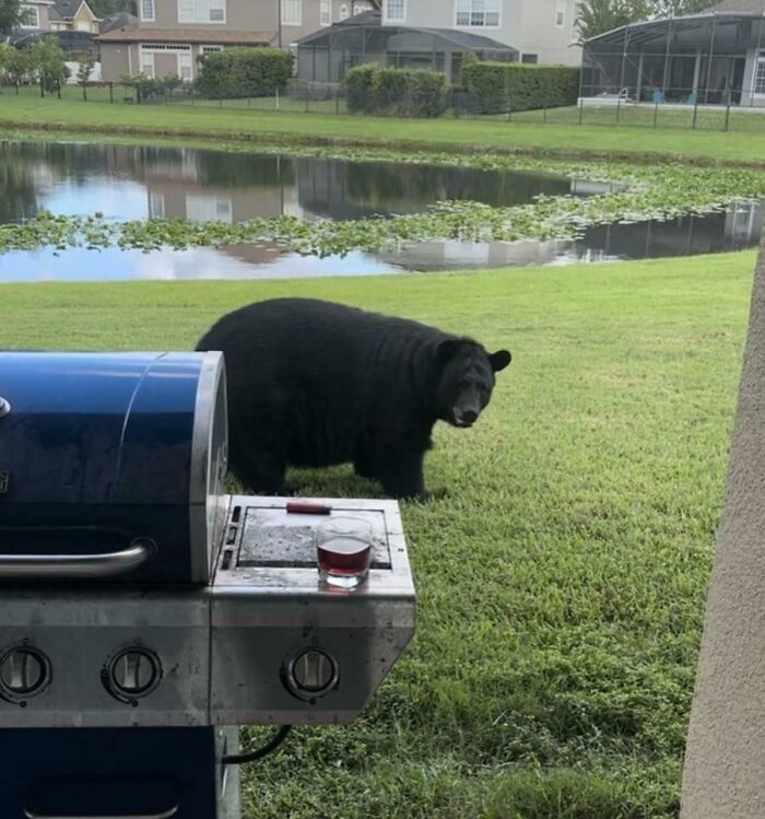A black bear near a backyard grill beside a lake, showcasing Florida wild moments.