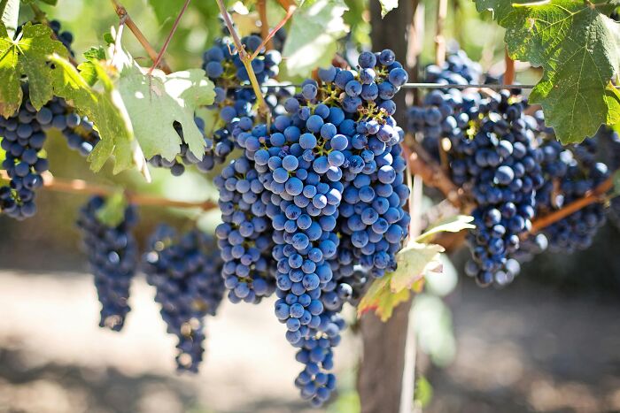 Bunches of ripe grapes hanging from a vine in a sunny vineyard, showcasing health-boosting fruits.
