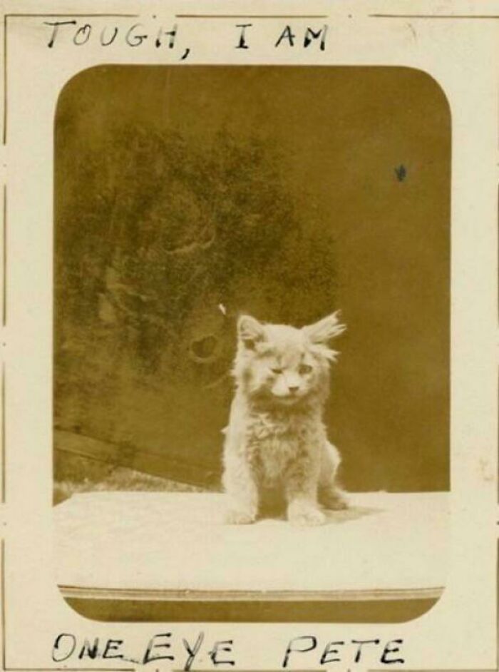Vintage photo of a cat named "One Eye Pete" sitting with a stern look.