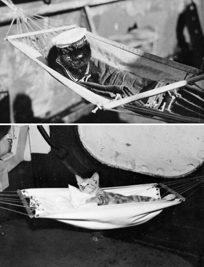 Vintage cat photos of two cats in hammocks, one wearing a sailor hat.