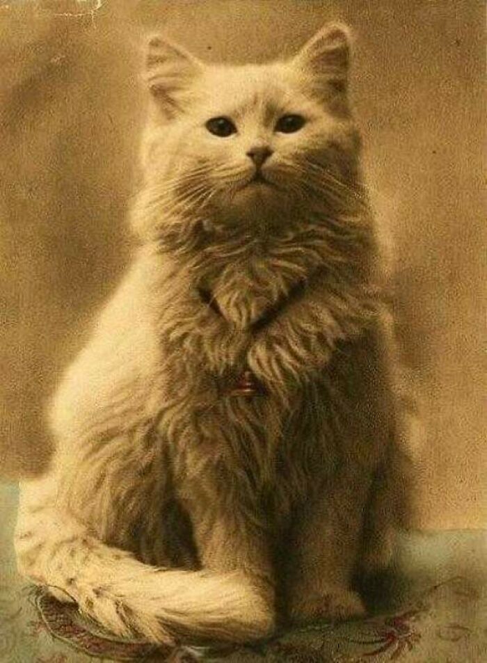 Vintage cat photo of a fluffy feline sitting with a regal expression on an ornate surface.