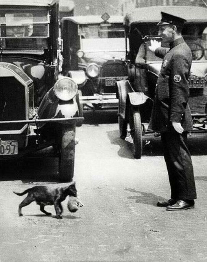 A traffic officer directs vintage cars as a cat with a bag in its mouth crosses the street, capturing a moment in vintage cat photos.