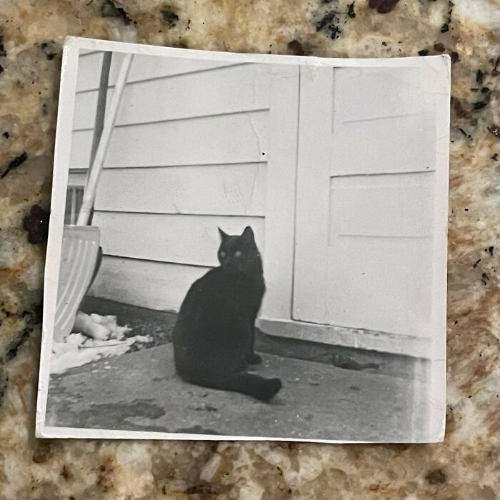 Vintage black cat sitting in front of a wooden wall in an old photograph.