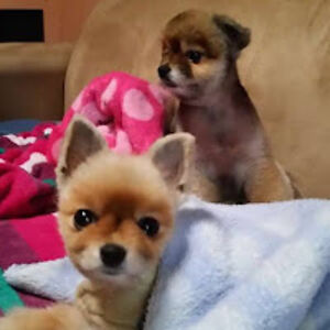 jacquelenecoetzer_1 avatar