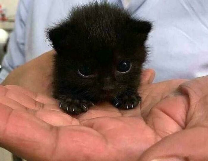 Tiny black kitten with sharp claws, resting adorably in hands.