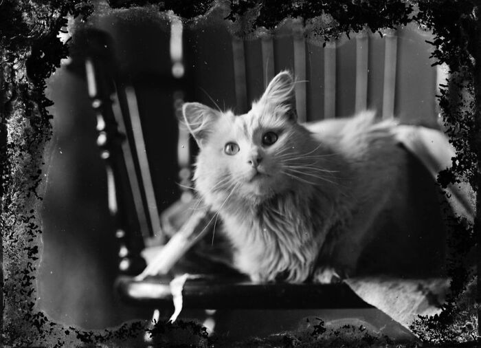 Vintage cat photo featuring a fluffy cat lounging on a wooden chair, surrounded by a distressed border.