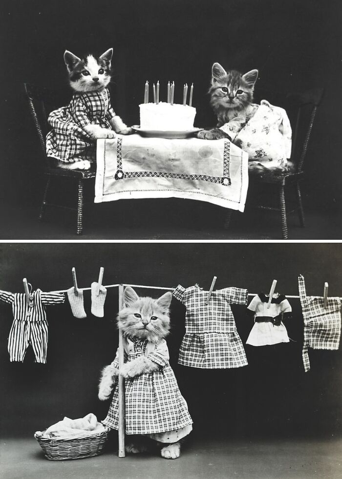 Vintage cats in dresses, one celebrating a birthday cake, the other pretending to hang laundry on a line.