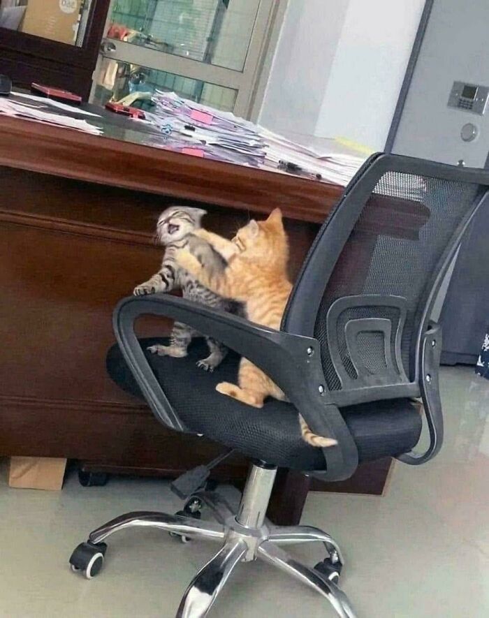 Two playful kittens on an office chair, resembling an accidental Renaissance painting.