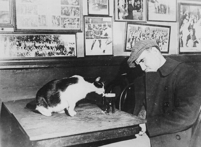 A Cat Drinks Beer Of A Sleeping Customer Of The Sammy's Bowery Follies Bar, 1947