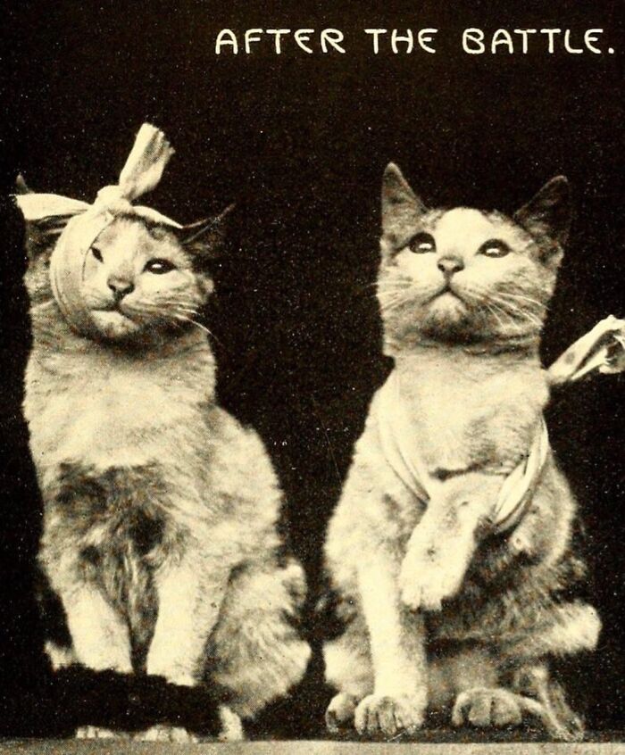 After The Battle Cats