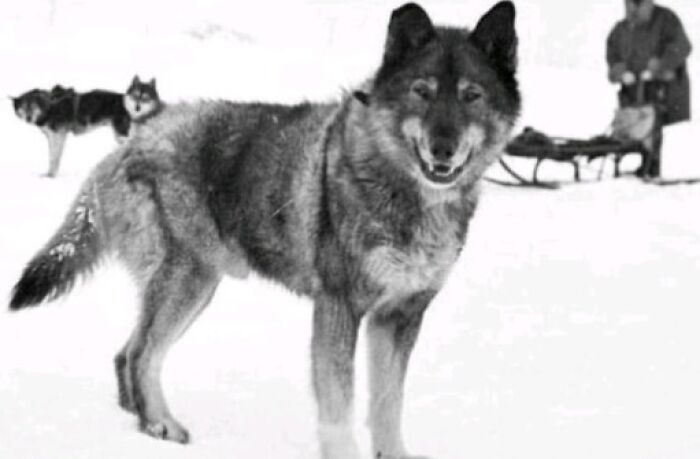 Sled dog in snow with sled and handler in the background, related to interesting facts.