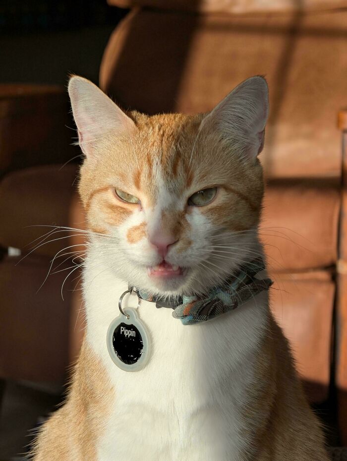 Orange and white cat mid-meow wearing a collar with a tag, captured in warm indoor lighting.