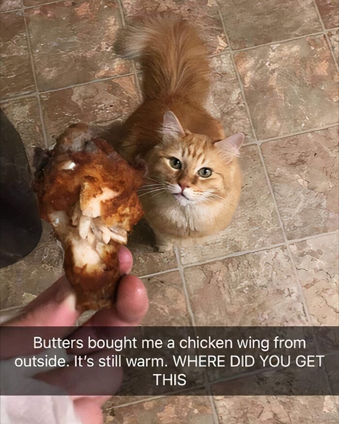 A ginger cat looks up curiously at a chicken wing held in a person's hand, with a humorous caption below. Stuff with cats.