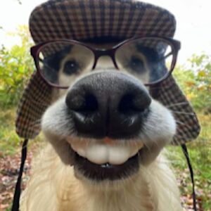 liammackellaig avatar