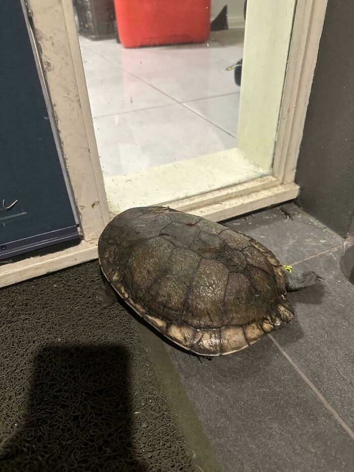 Turtle resting near a glass door, showcasing surprising Australian wildlife.