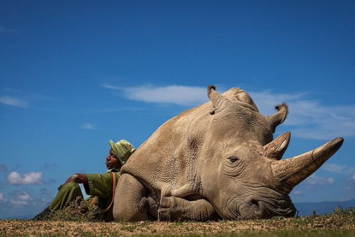Person sitting beside a resting rhino under a blue sky, capturing a fascinating moment.