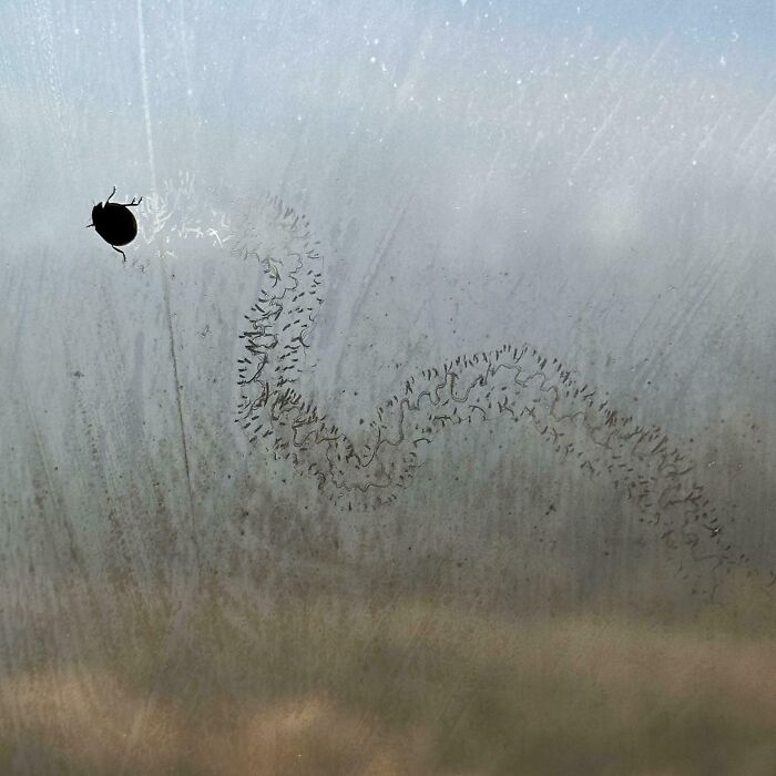 A small bug on a foggy window with a winding trail, creating a mildly interesting pattern against a blurry outdoor backdrop.