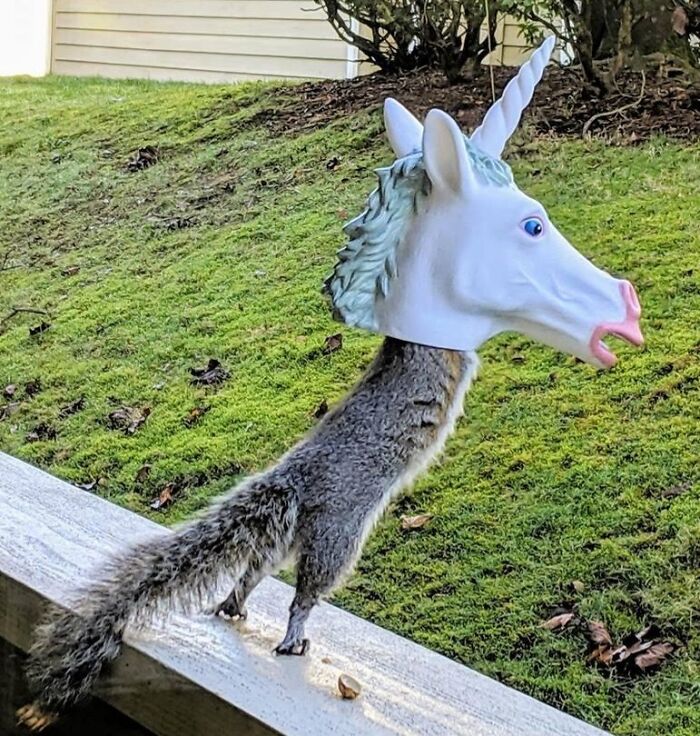 Squirrel wearing a unicorn mask standing on a wooden railing in a grassy backyard, a funny impulse buy idea.
