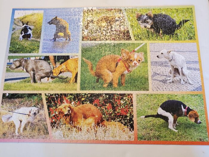 Puzzle featuring various dogs captured in amusing poses, exemplifying impulse buys that became best decisions.