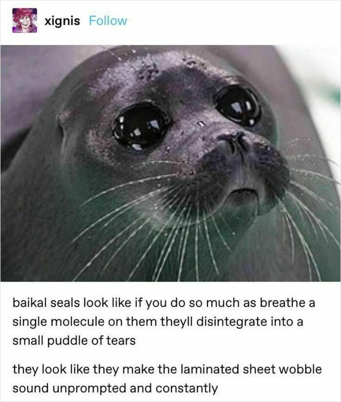Baikal seal meme with a funny caption about their sensitivity, from an IG page sharing random memes to brighten your day.