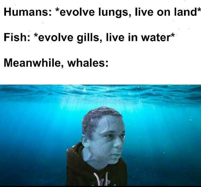 Meme with human face on a whale underwater; a funny example from a community of strange and funny content.