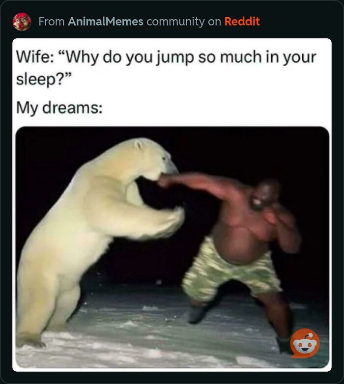 Man humorously boxing a polar bear, representing strange and funny dreams in a community meme.