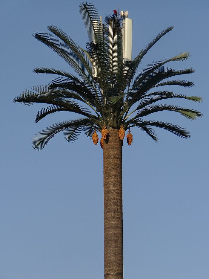 Cell tower disguised as a palm tree under a clear blue sky, an example of cities-genius-solutions in urban environments.