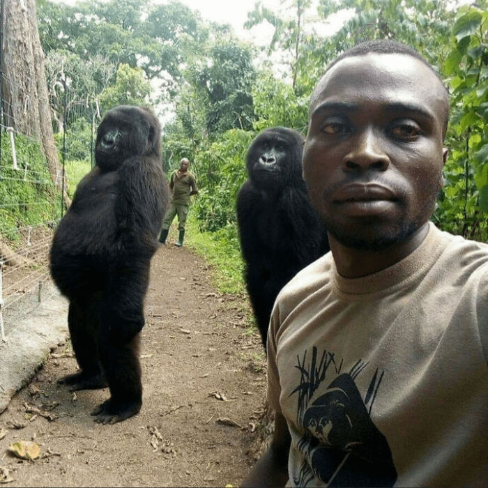 Man takes selfie with two gorillas standing in the background in a forest, creating an interesting and fascinating scene.