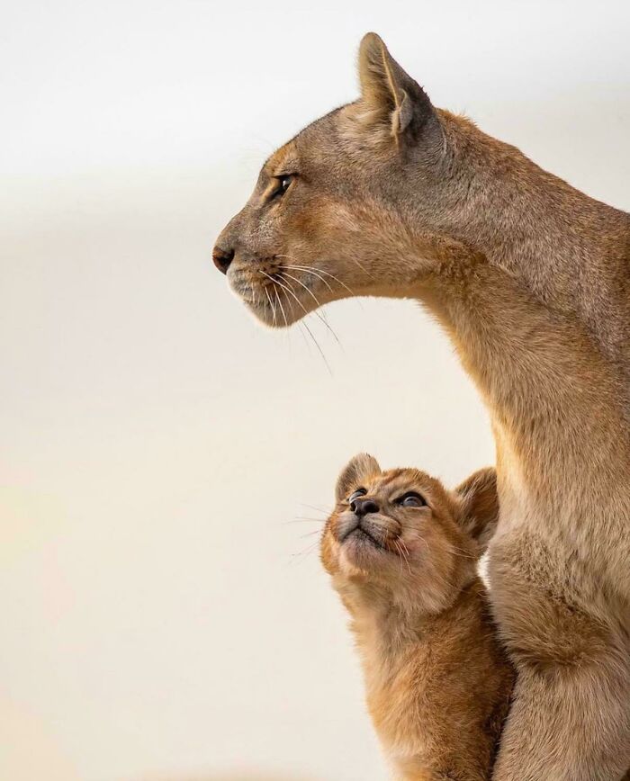 Lioness with cub gazing upwards, showcasing fascinating animal behavior.