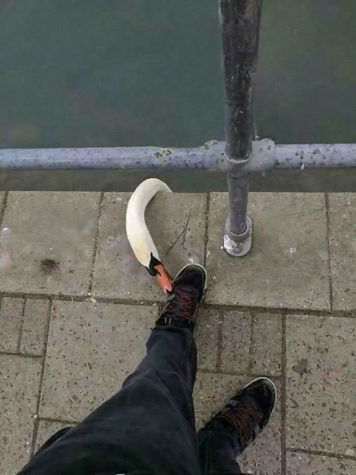 Bird pecking at a person's shoe on a pavement by a railing, showcasing birds being jerks.