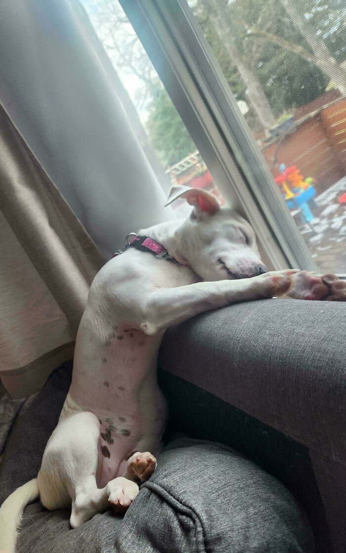 Dog sleeping in a funny position on a couch by the window, showcasing its quirky shenanigans.