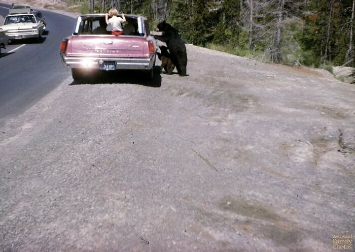 Child leaning out of vintage car window as two bears approach on roadside, an awkward family photo moment captured.