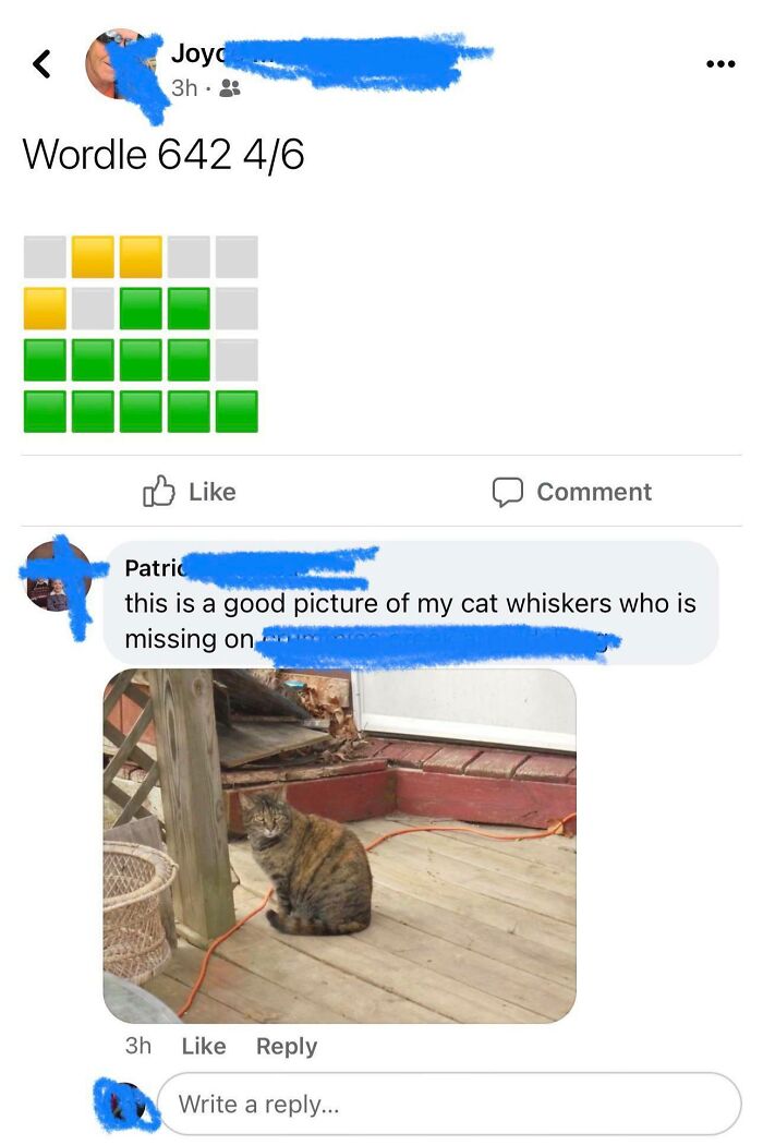 Boomers sharing Wordle result and a misplaced cat in social media conversation.