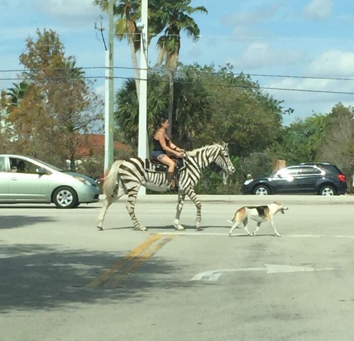 Rider on a zebra in Florida street, accompanied by a dog, showcasing Florida wild moments.
