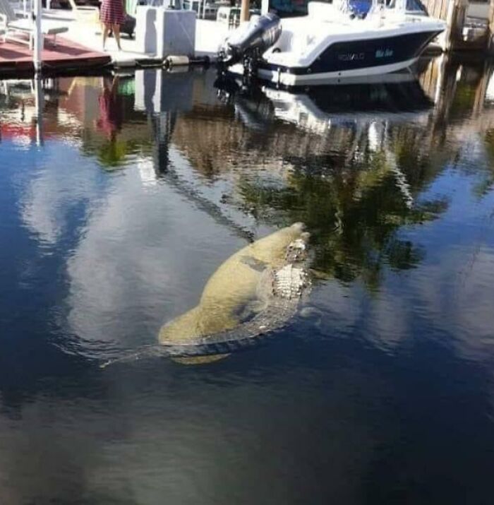 Manatee swimming with an alligator in a Florida canal, showcasing Florida wild moments.