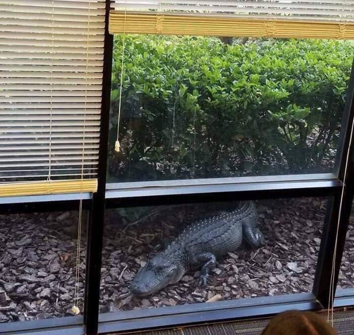 Alligator outside a window, surrounded by greenery, showcasing a Florida wild moment.