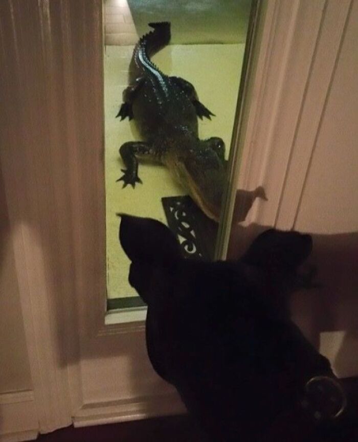 A dog looks through a glass door at an alligator outside, capturing Florida wild moments.
