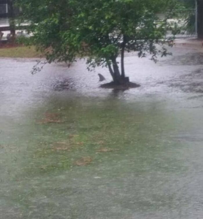 Flooded yard with a shark fin visible near a tree, showcasing Florida wild moments.