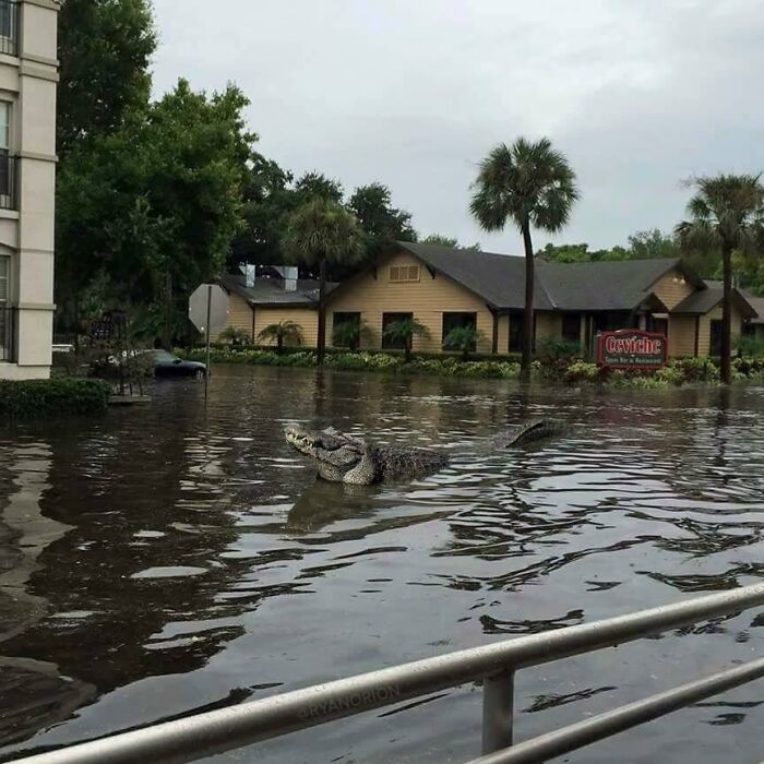 Alligator swimming through a flooded street in Florida, surrounded by buildings and palm trees.