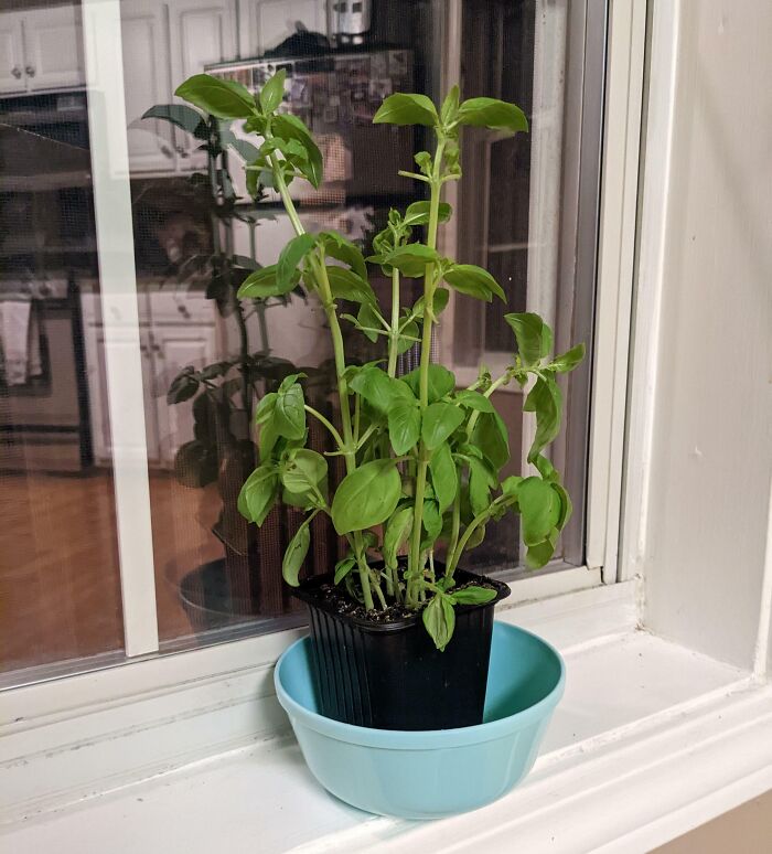 Basil plant growing in a pot on a windowsill, part of grocery-shopping-hacks for fresh herbs.