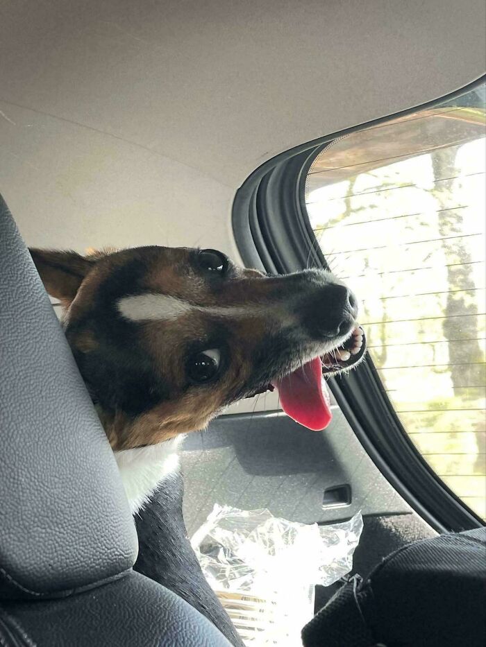 A dog with a quirky expression in a car, head tilted and tongue out, showcasing a funny shenanigan moment.