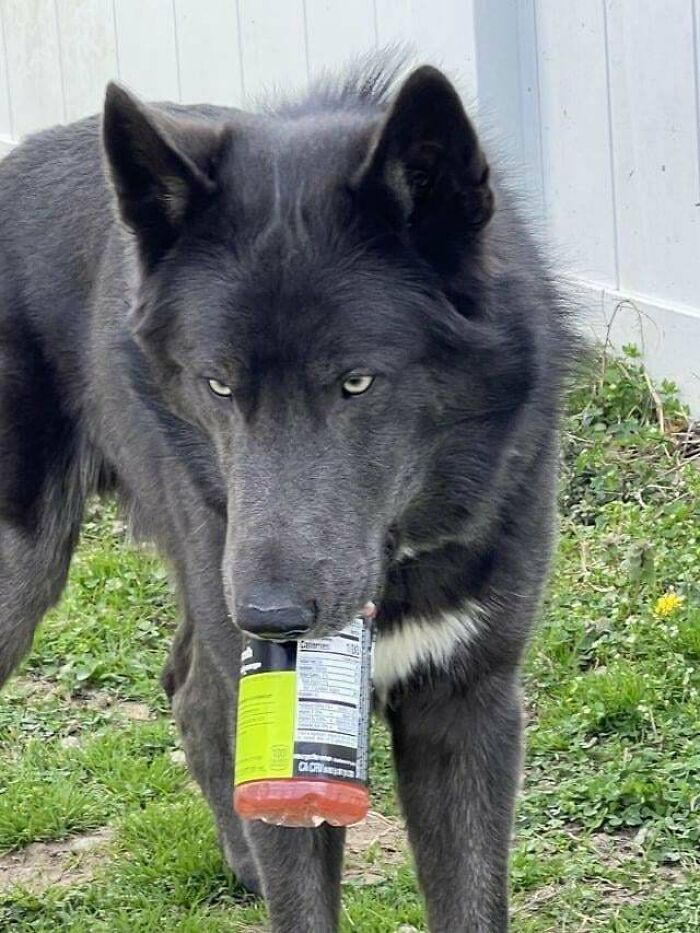 Black dog humorously holding a drink bottle in its mouth, showing a funny malfunctioning moment in the backyard.