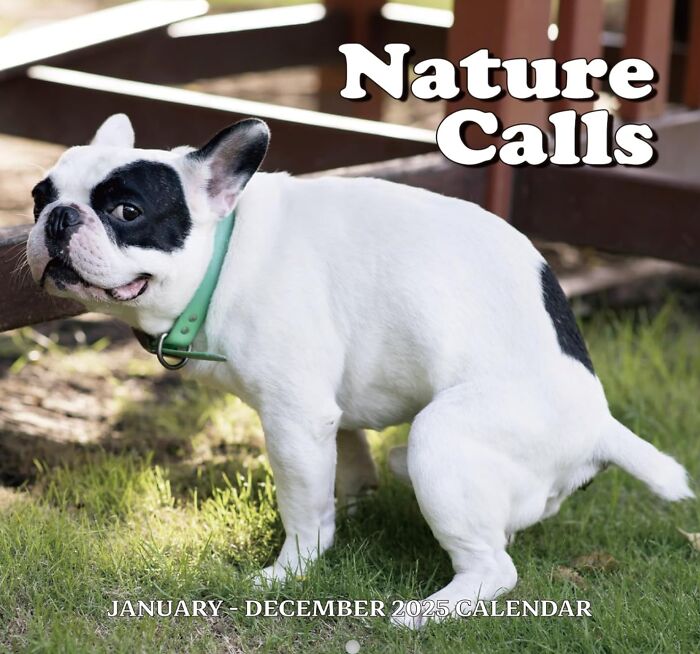 French bulldog outdoors on grass with green collar, representing nature calls in budget-friendly items under 5 dollars.