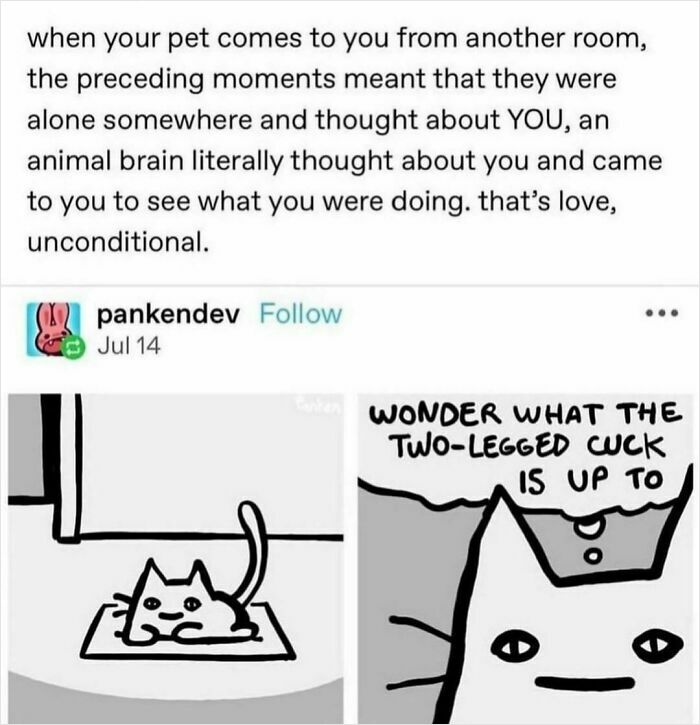 Funny and random meme of a cat pondering about its owner, aiming to brighten your day.