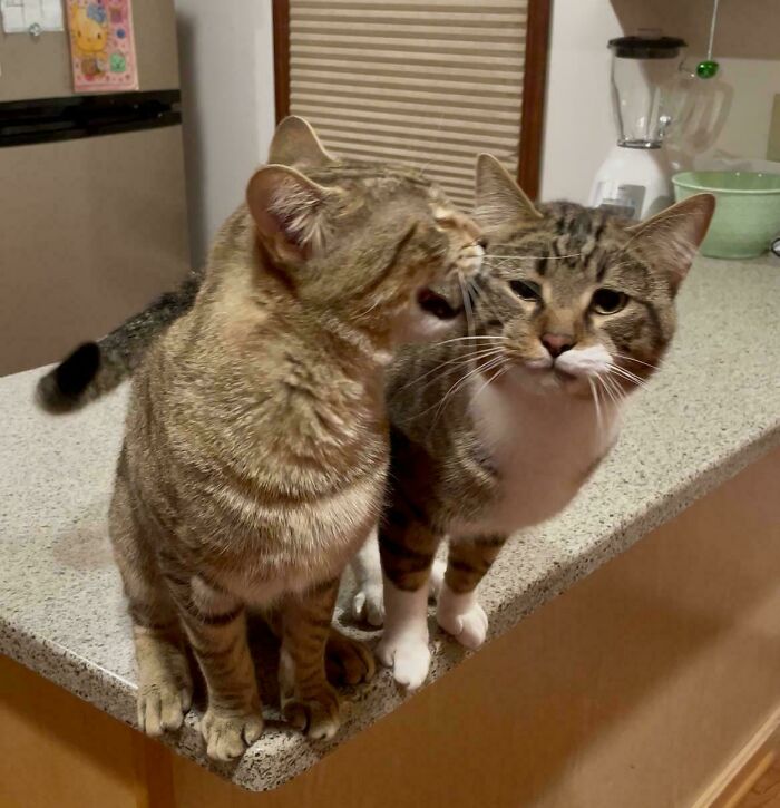 Two cats on a kitchen counter, one cat meowing loudly at the other in a playful and vocal moment.