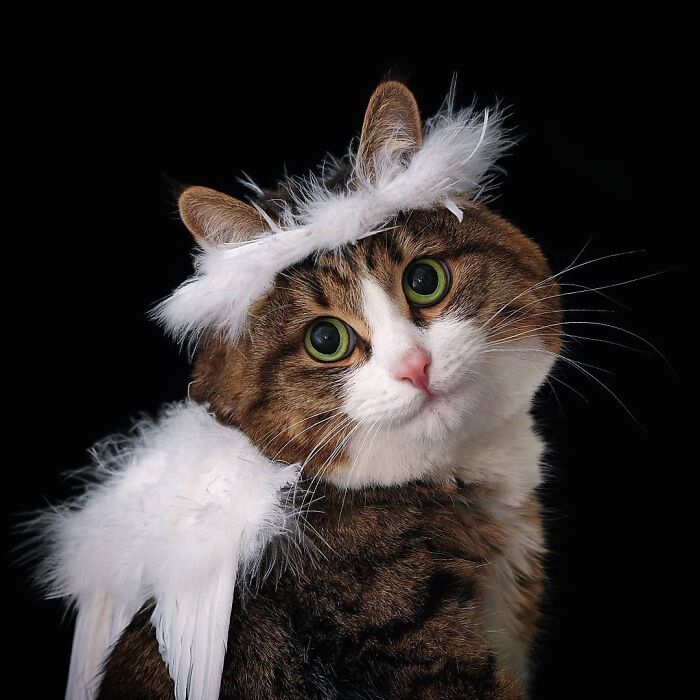 Cat with feather halo and wings, looking curious against a black background.