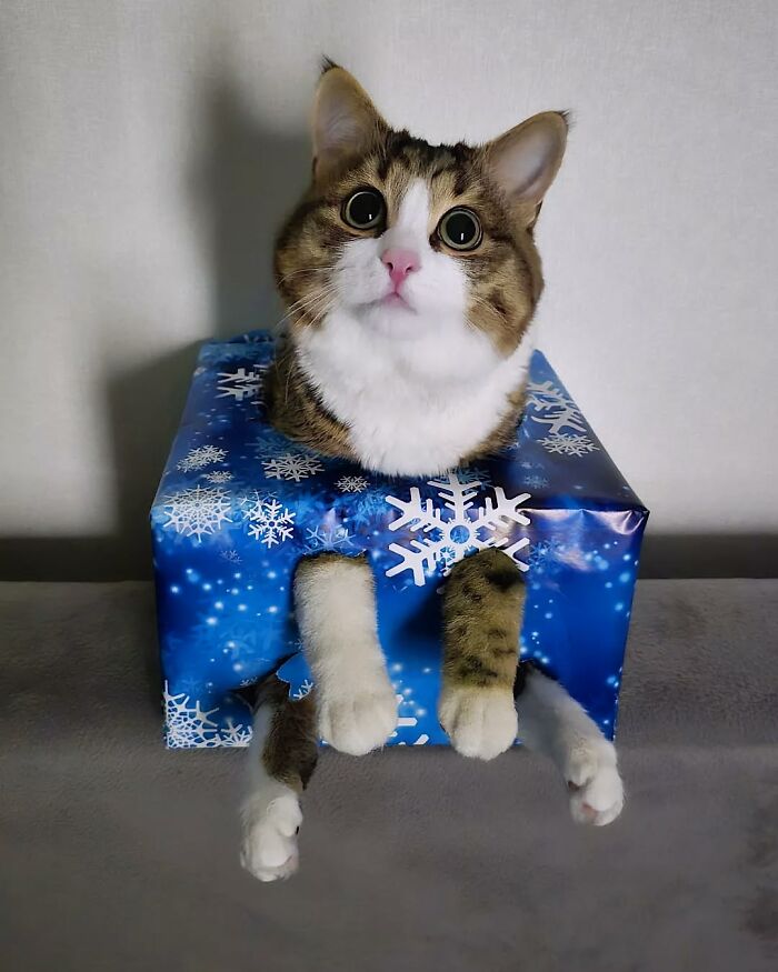 Cat with expressive face in a snowflake-patterned box, paws poking out, looking curious.