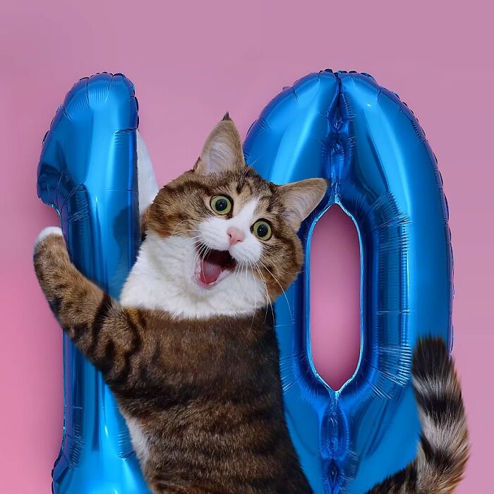 Playful cat hugging blue number balloons against a pink background.